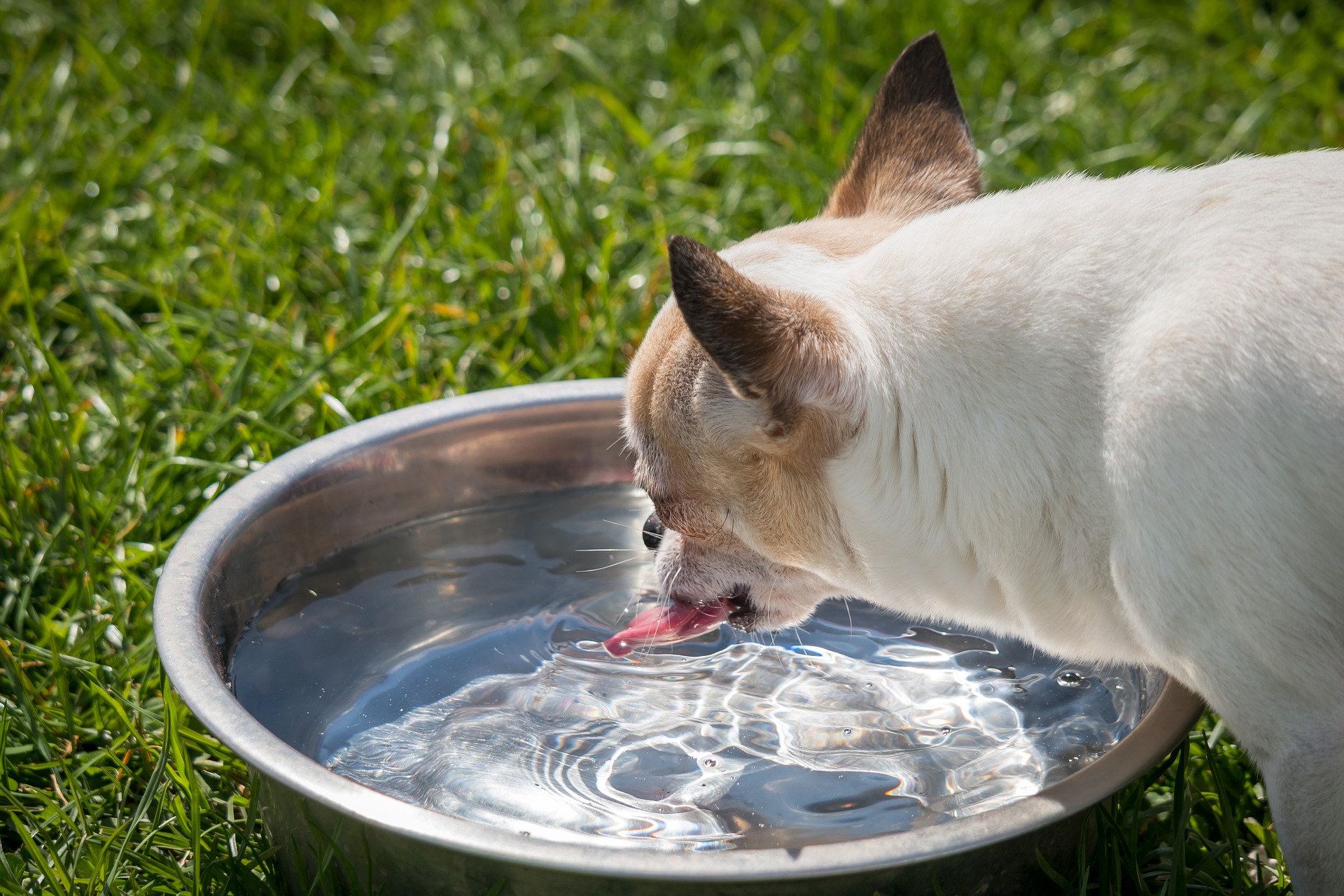 chihuahua drinking water from a bowl